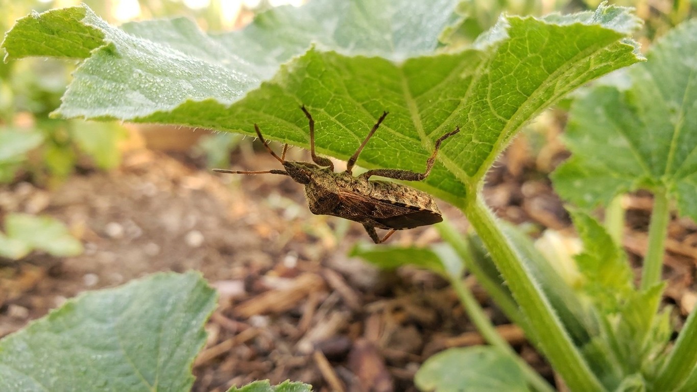 Squash bug in Ontario: When It Shows Up and What Stops It
