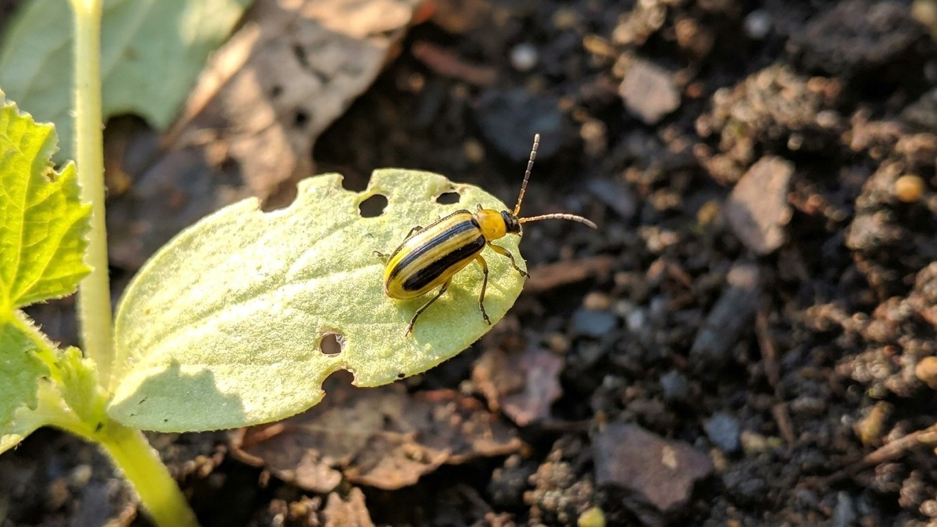 Striped cucumber beetle in Ontario: When It Shows Up and What Stops It