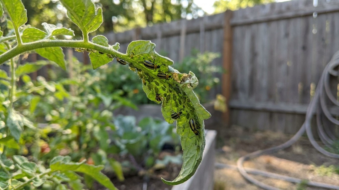 Tomato Pests in Oregon: Which Ones Actually Show Up Here