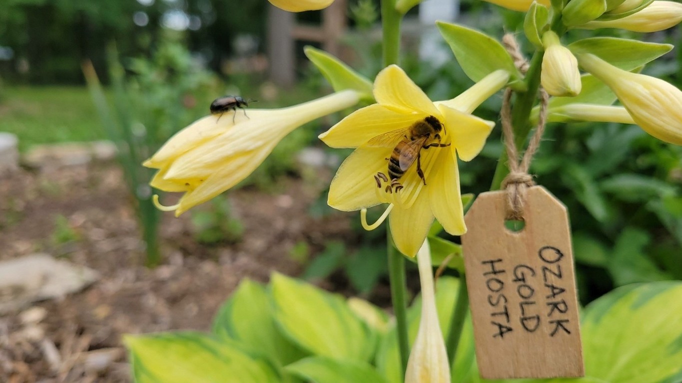 What Pollinates Ozark Gold, and What Cannot