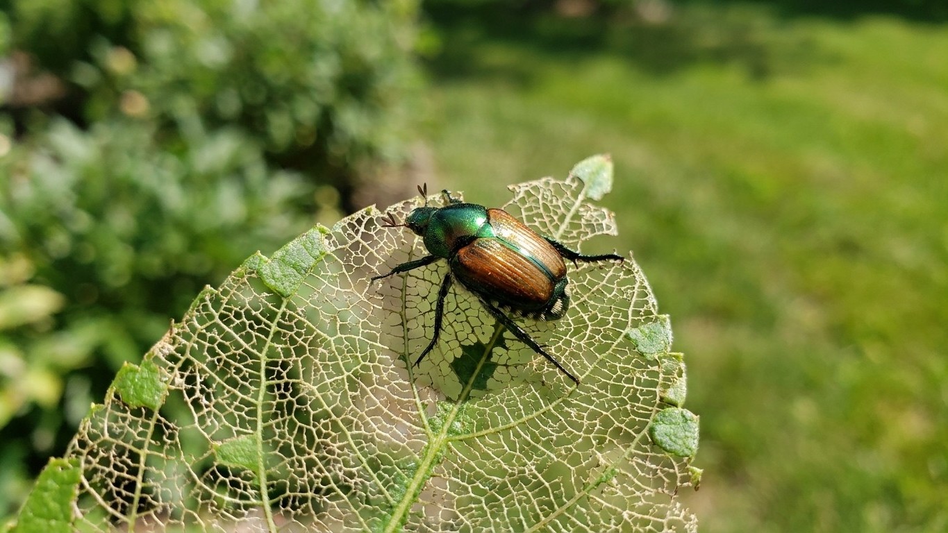 Japanese beetle in Pennsylvania: When It Shows Up and What Stops It