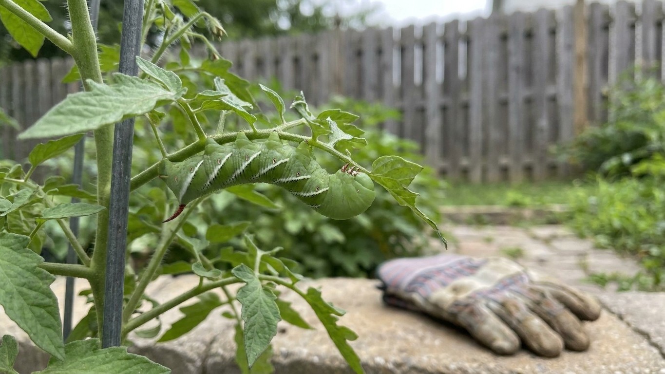 Tomato Pests in Pennsylvania: Which Ones Actually Show Up Here