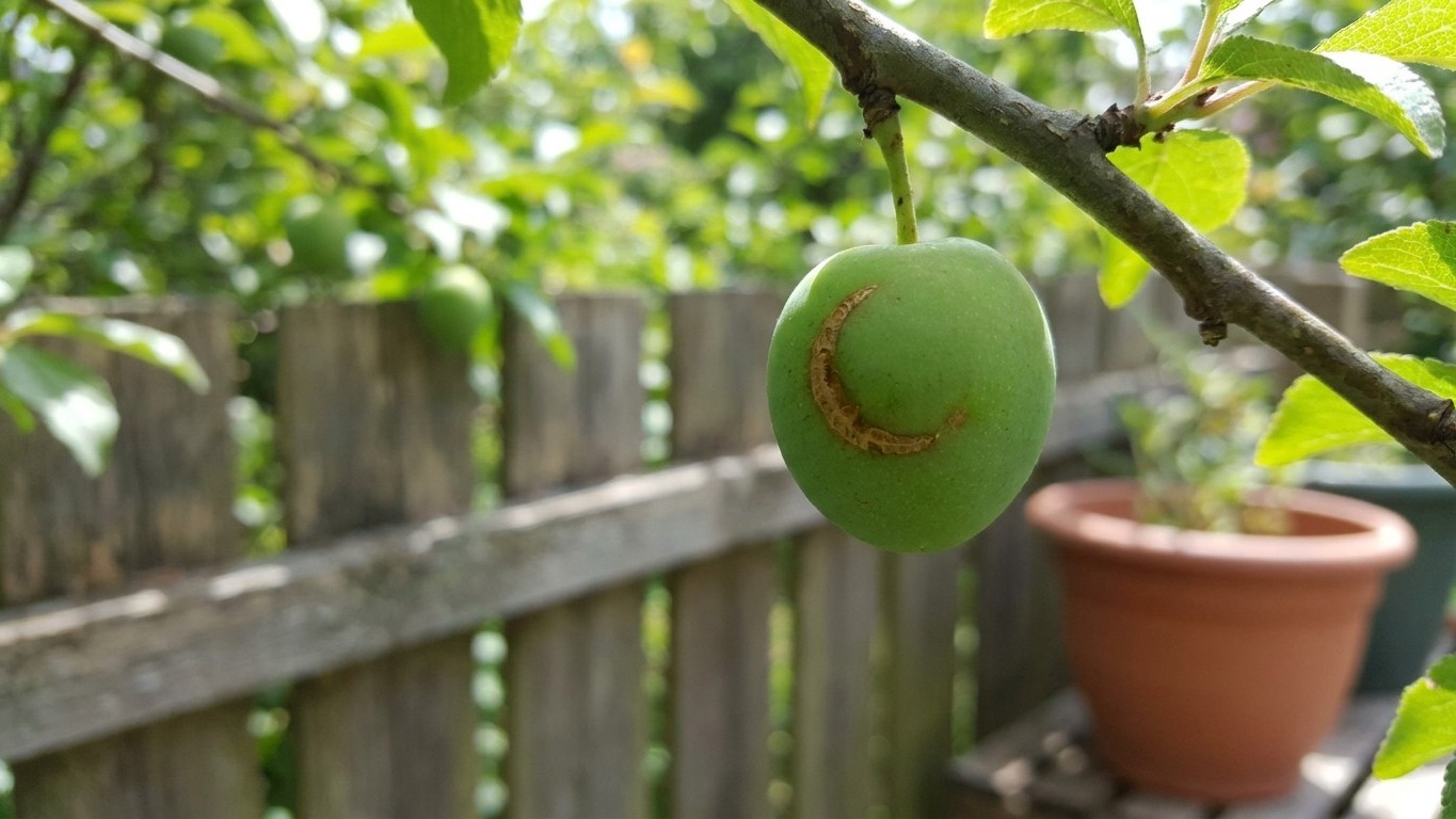 Plum Curculio: The Crescent Scar on Young Fruit