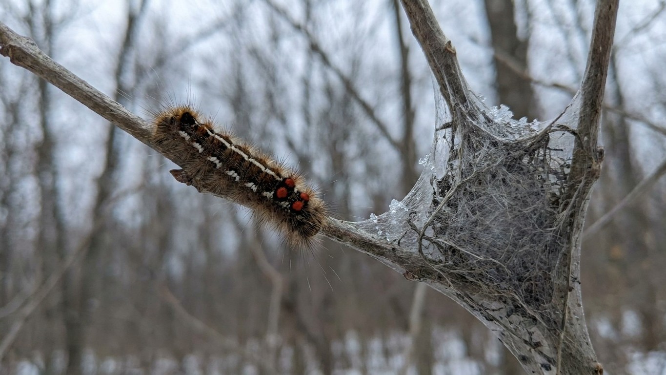Browntail moth in Prince Edward Island: When It Shows Up and What Stops It