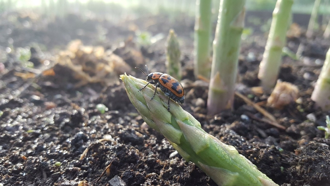 Asparagus beetles in Quebec: When It Shows Up and What Stops It