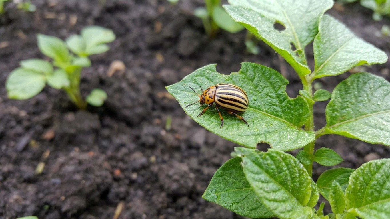 Colorado potato beetle in Quebec: When It Shows Up and What Stops It