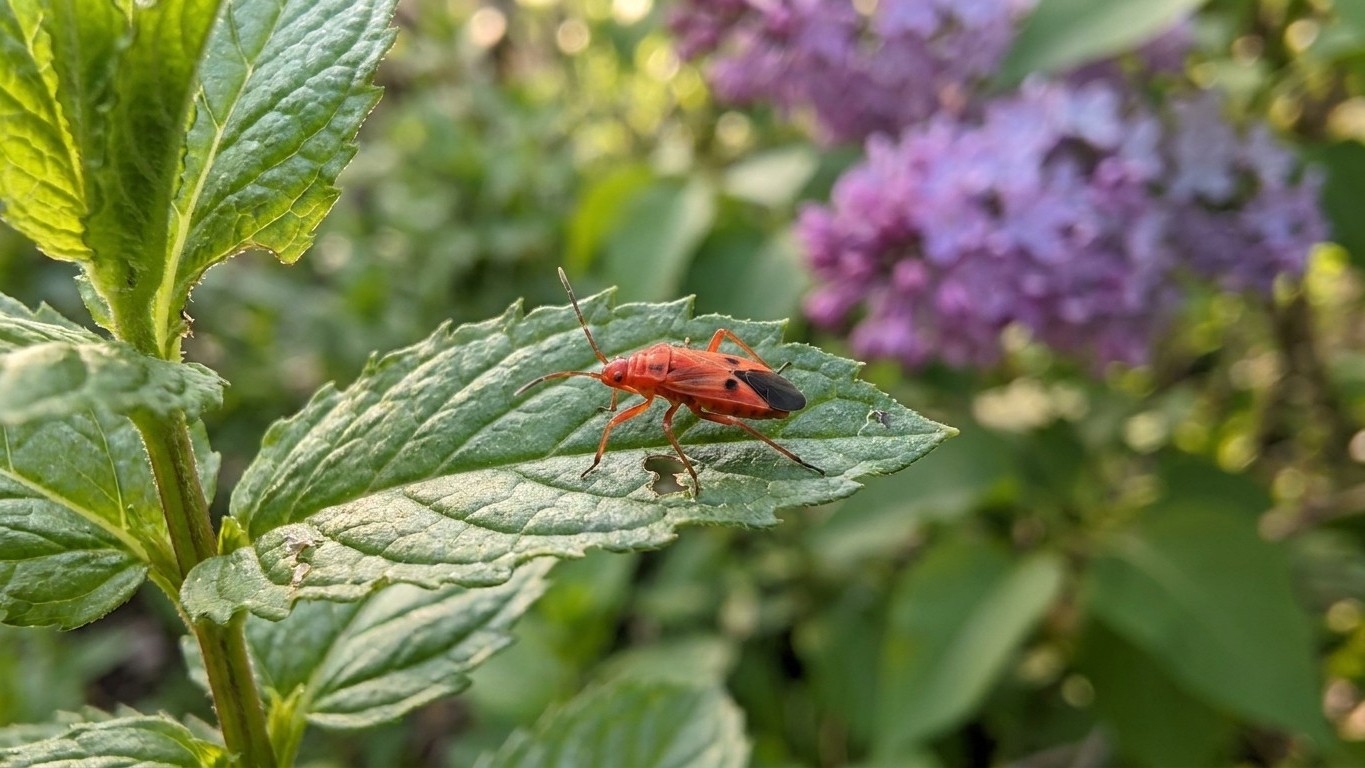 Fourlined plant bug in Quebec: When It Shows Up and What Stops It