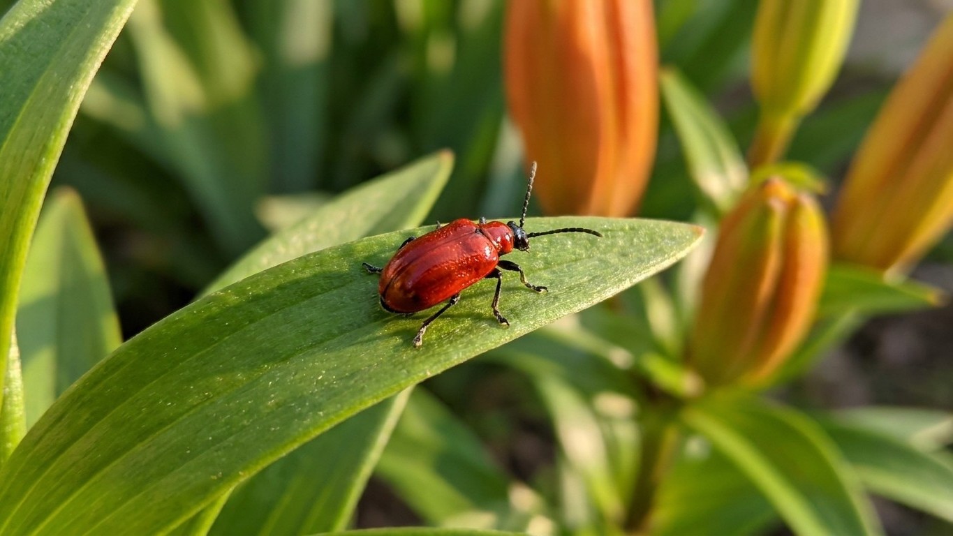 Lily leaf beetle in Quebec: When It Shows Up and What Stops It