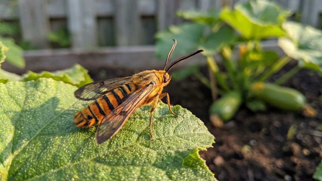 Squash vine borer in Quebec: When It Shows Up and What Stops It