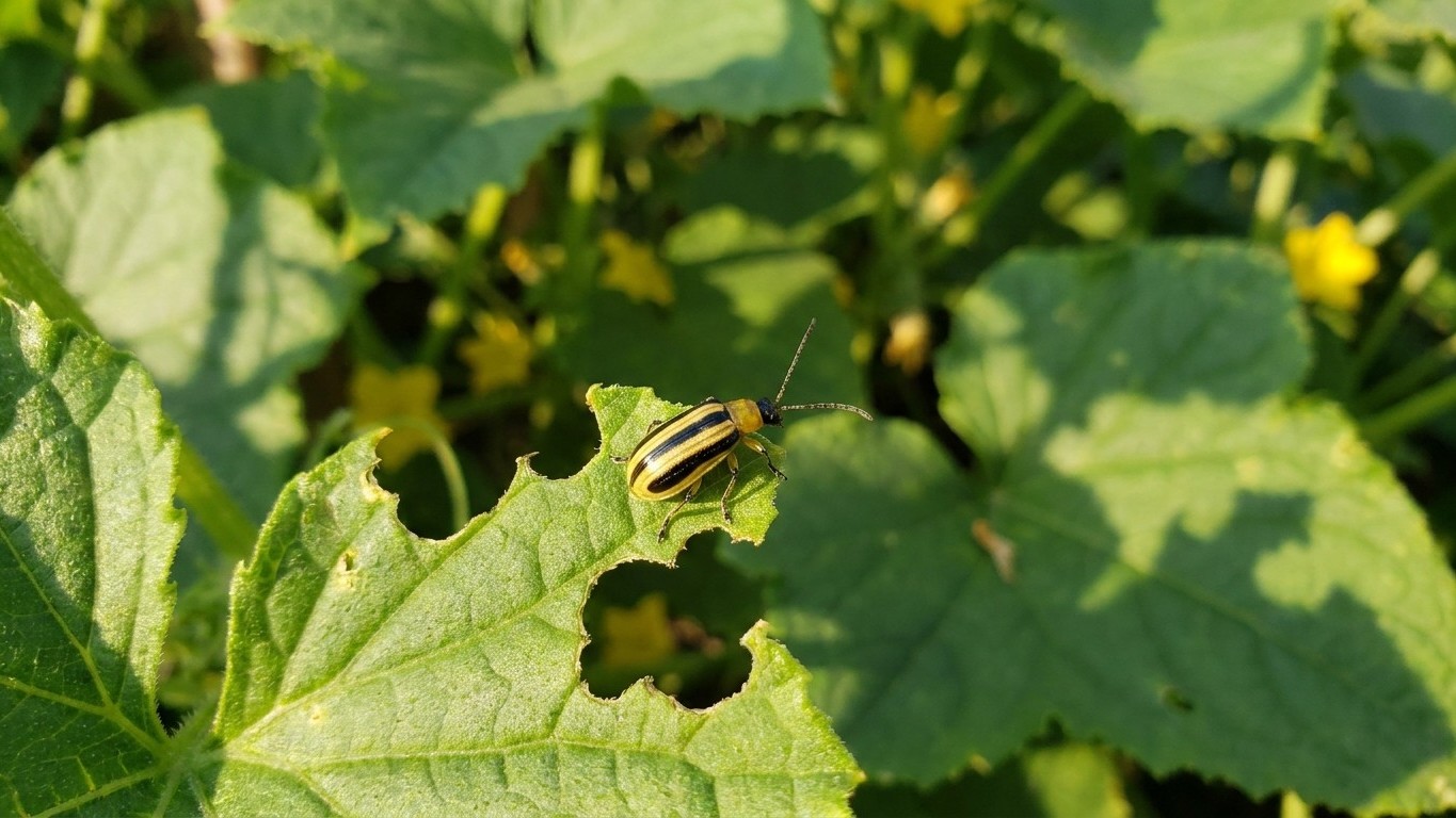 Striped cucumber beetle in Quebec: When It Shows Up and What Stops It