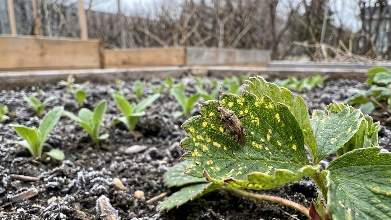 Tarnished plant bug in Quebec: When It Shows Up and What Stops It