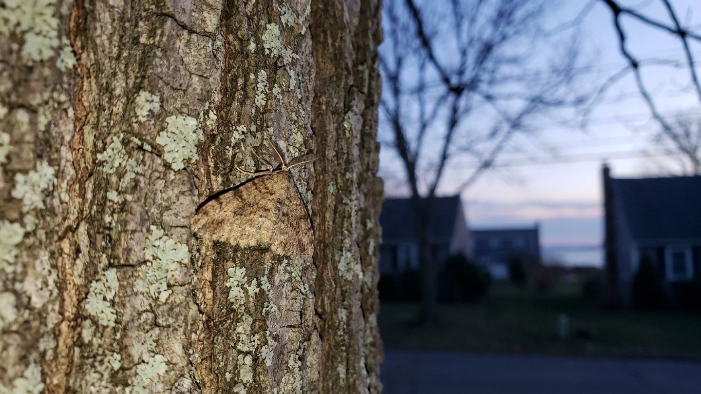 Winter moth in Rhode Island: When It Shows Up and What Stops It