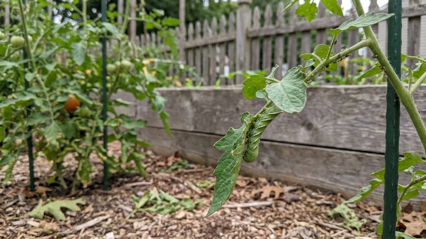 Tomato Pests in Rhode Island: Which Ones Actually Show Up Here