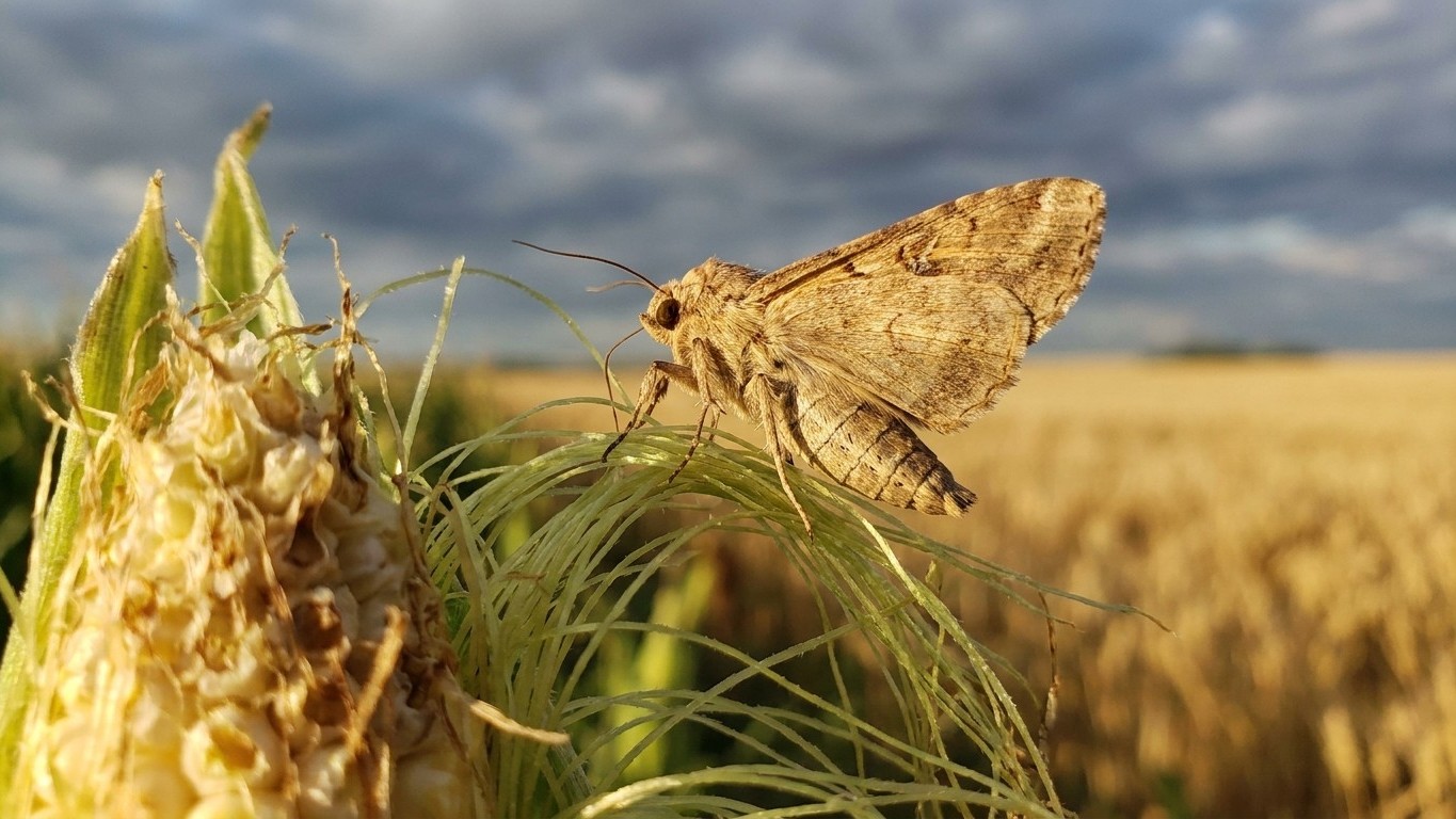 Corn earworm in Saskatchewan: When It Shows Up and What Stops It
