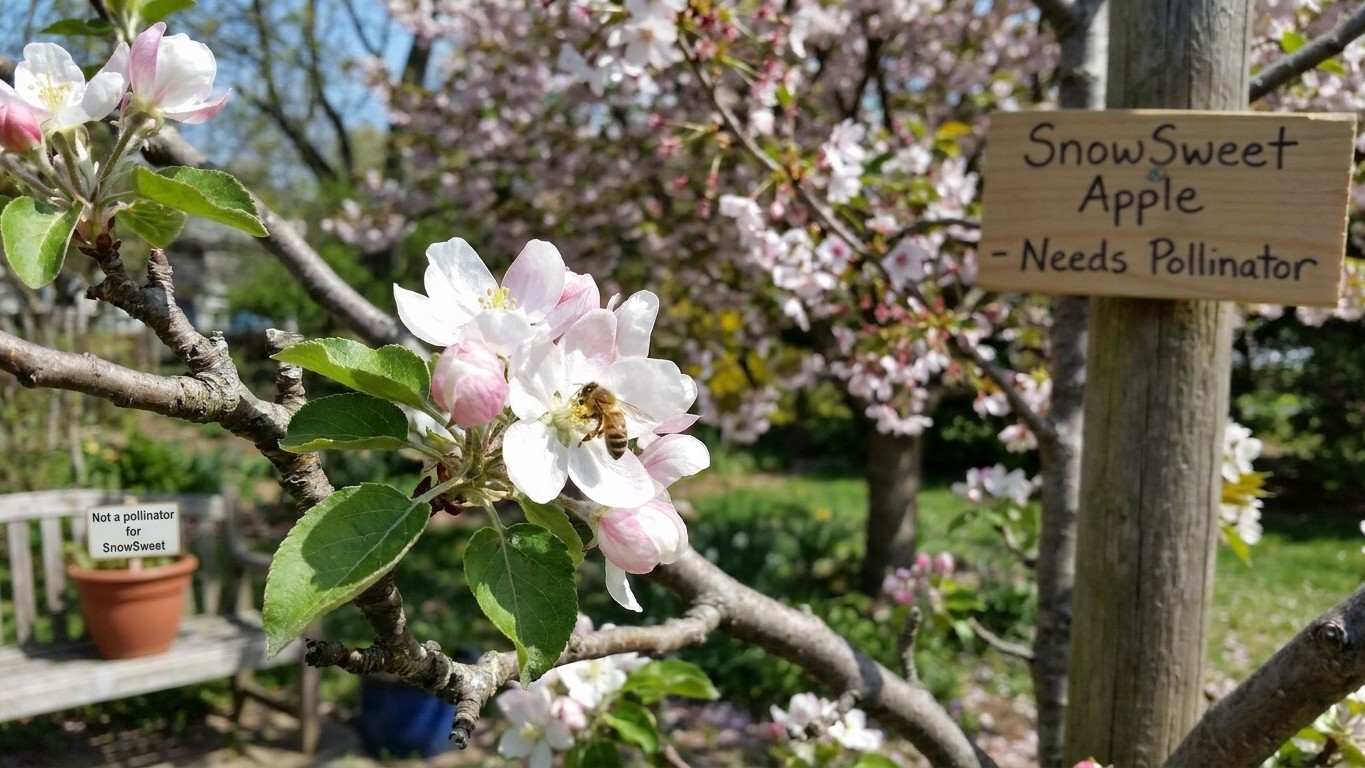 What Pollinates SnowSweet, and What Cannot