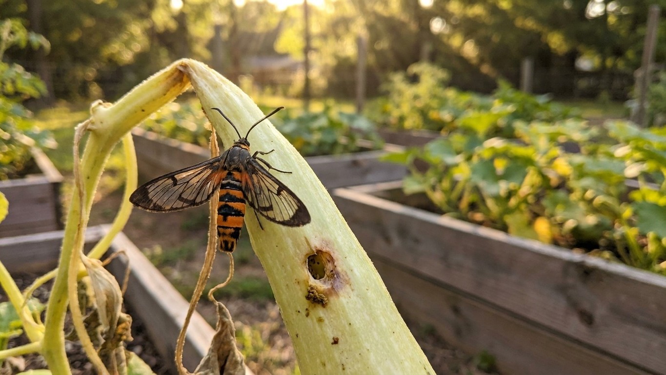 Squash vine borer in South Carolina: When It Shows Up and What Stops It