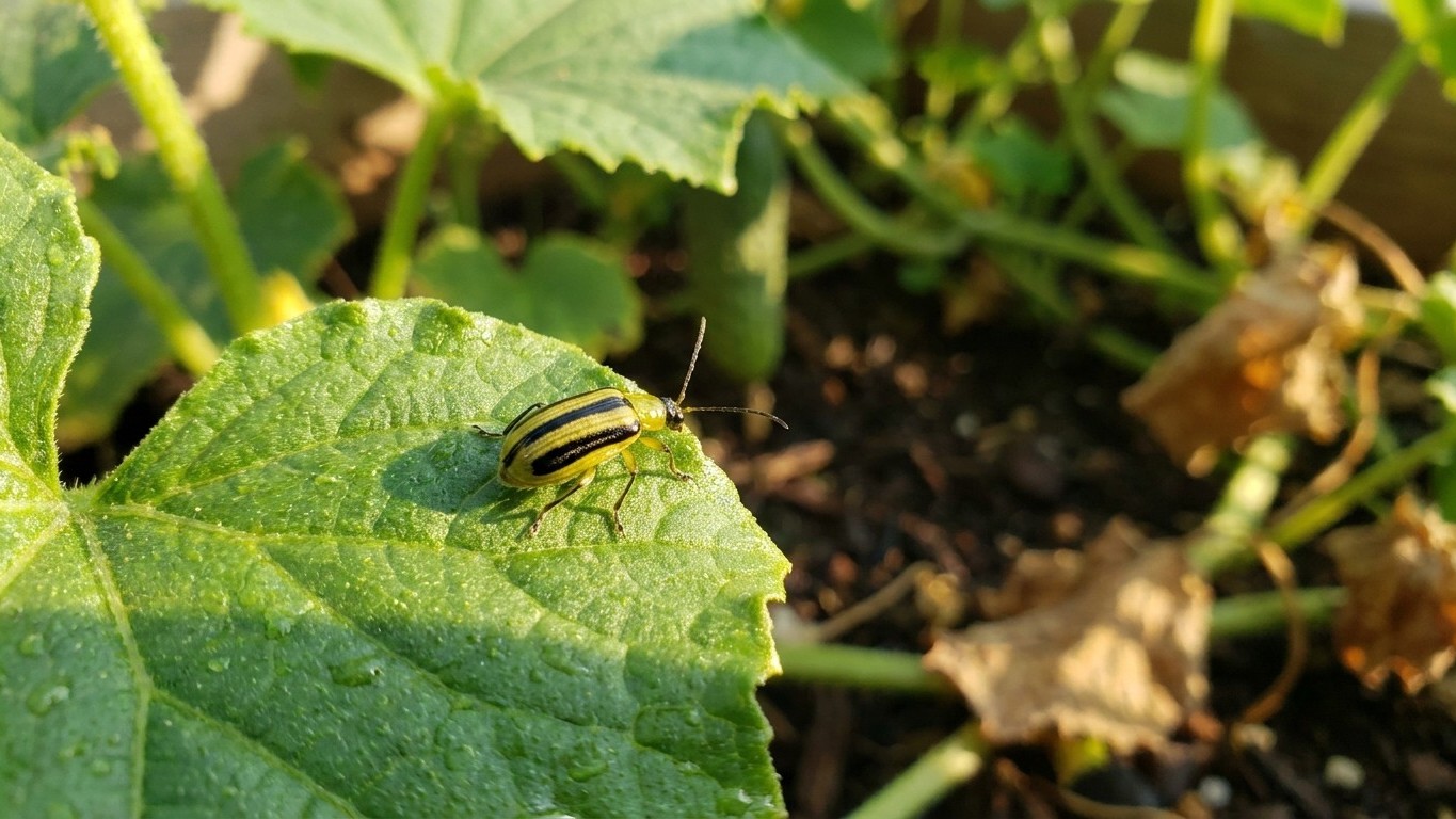 Striped cucumber beetle in South Carolina: When It Shows Up and What Stops It