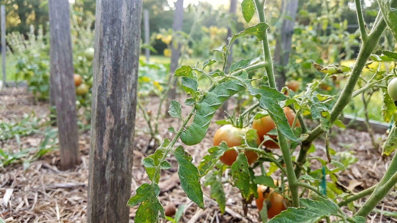 Tomato Pests in South Carolina: Which Ones Actually Show Up Here