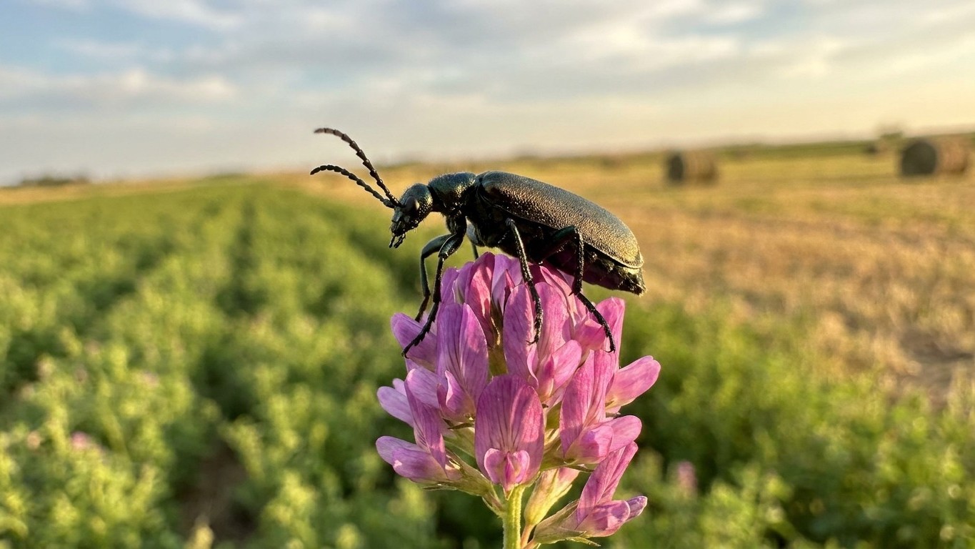 Blister beetles in South Dakota: When It Shows Up and What Stops It