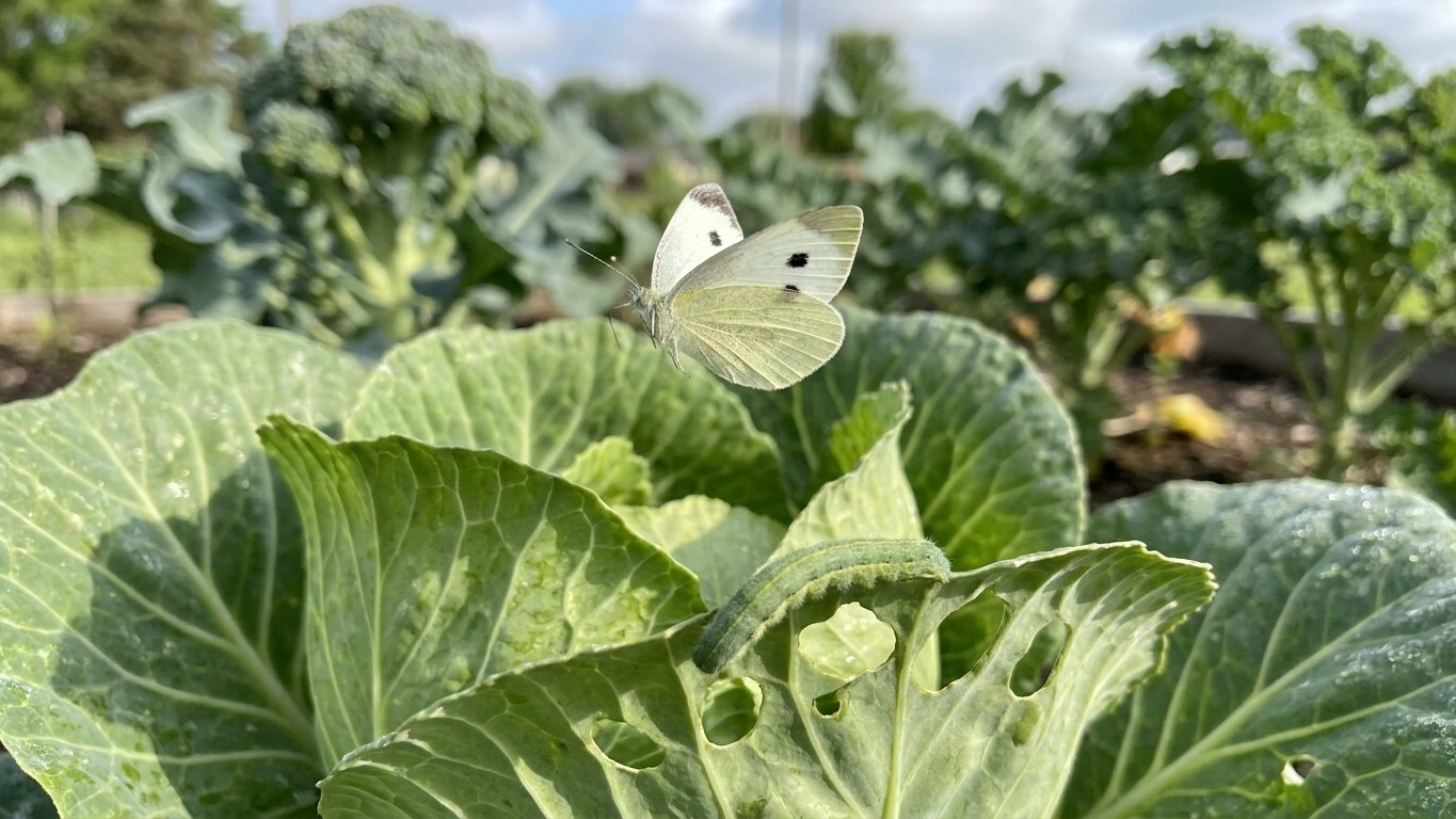 Imported cabbageworm in South Dakota: When It Shows Up and What Stops It