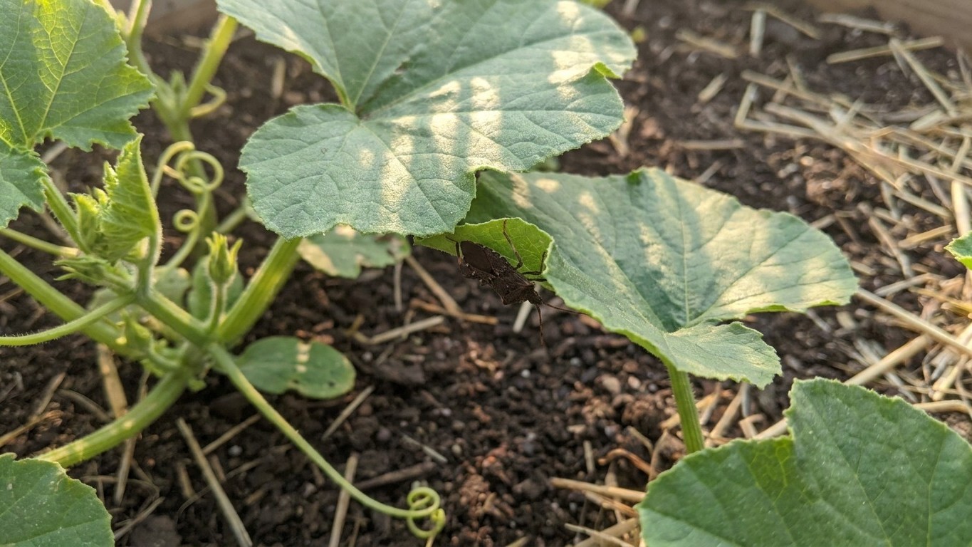 Squash bug in South Dakota: When It Shows Up and What Stops It