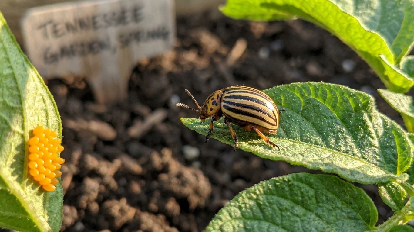 Colorado potato beetle in Tennessee: When It Shows Up and What Stops It