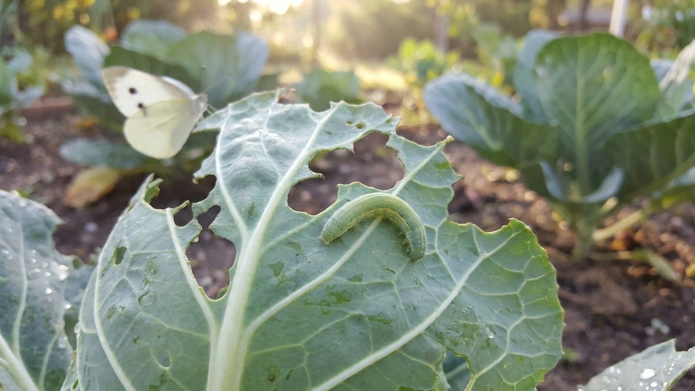 Imported cabbageworm in Tennessee: When It Shows Up and What Stops It