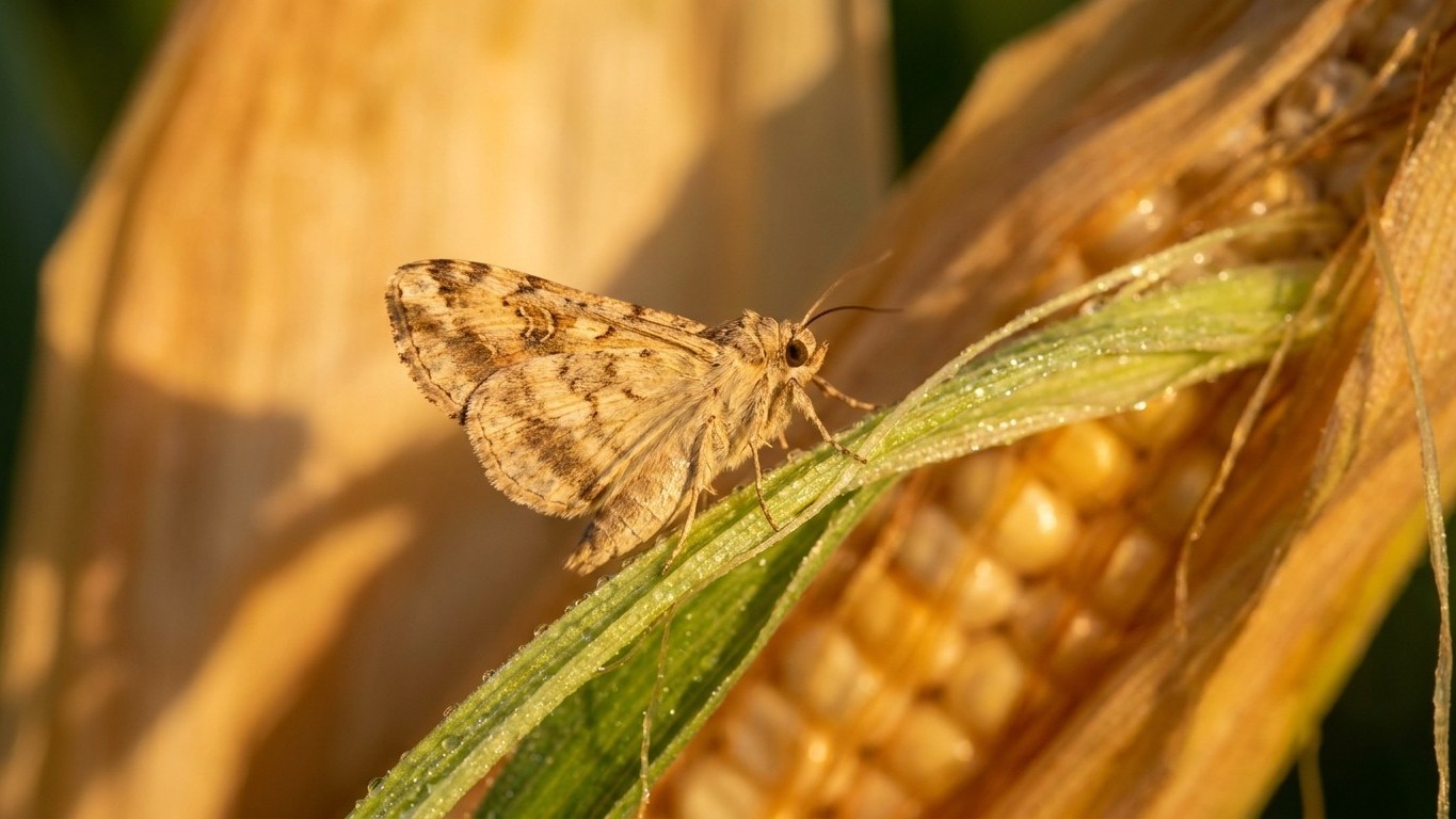 Corn earworm in Texas: When It Shows Up and What Stops It