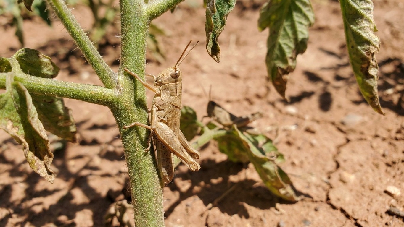Grasshoppers in Texas: When It Shows Up and What Stops It