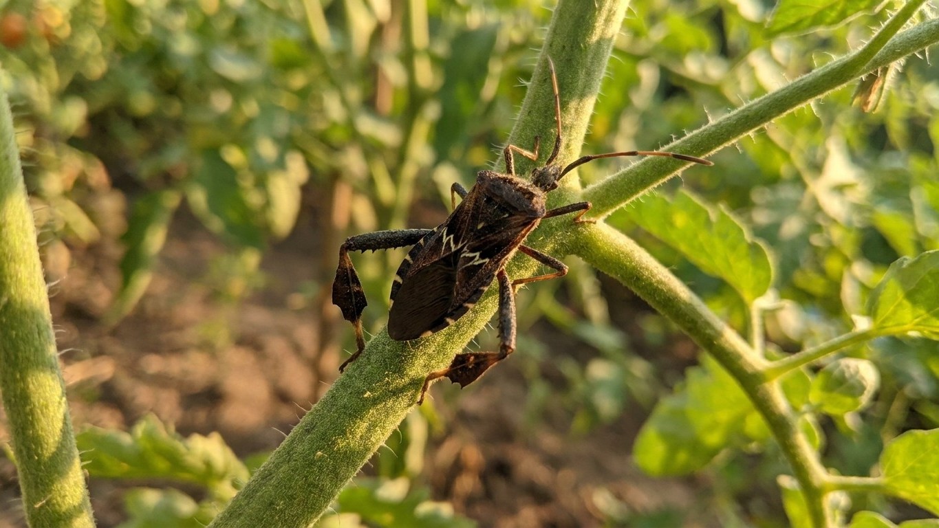 Leaffooted bug in Texas: When It Shows Up and What Stops It