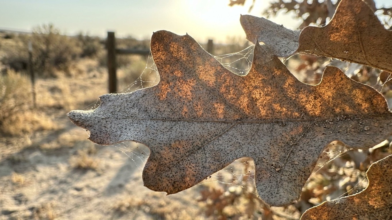 Spider mites in Texas: When It Shows Up and What Stops It