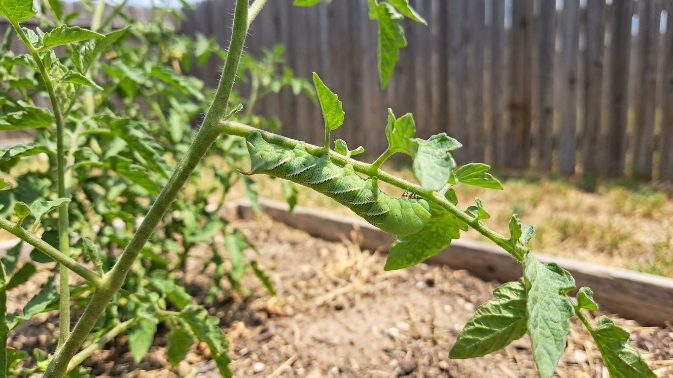 Tomato Pests in Texas: Which Ones Actually Show Up Here