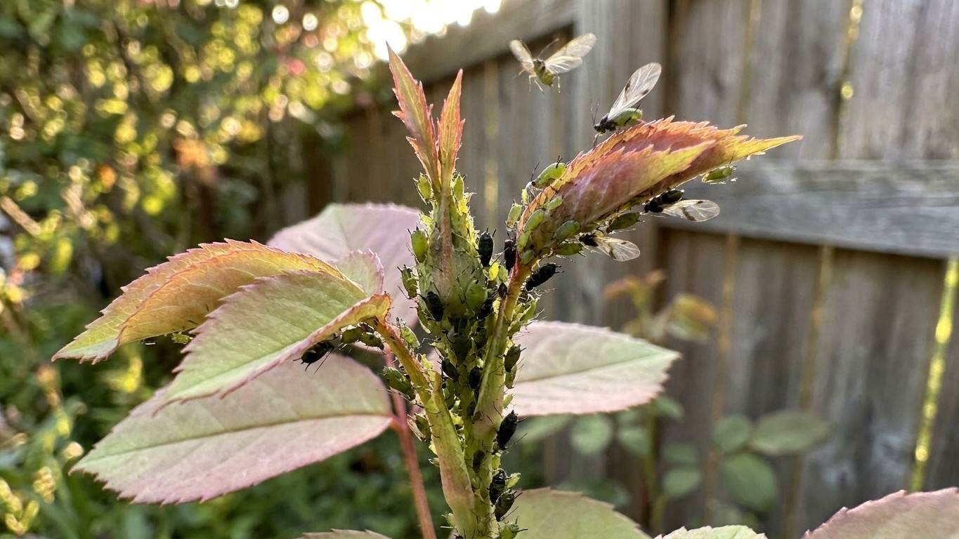 Aphids in Utah: When It Shows Up and What Stops It