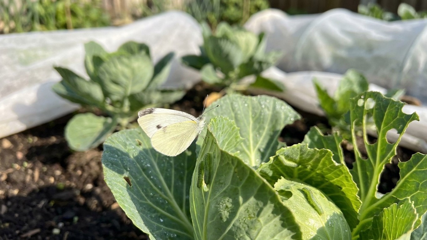 Imported cabbageworm in Utah: When It Shows Up and What Stops It