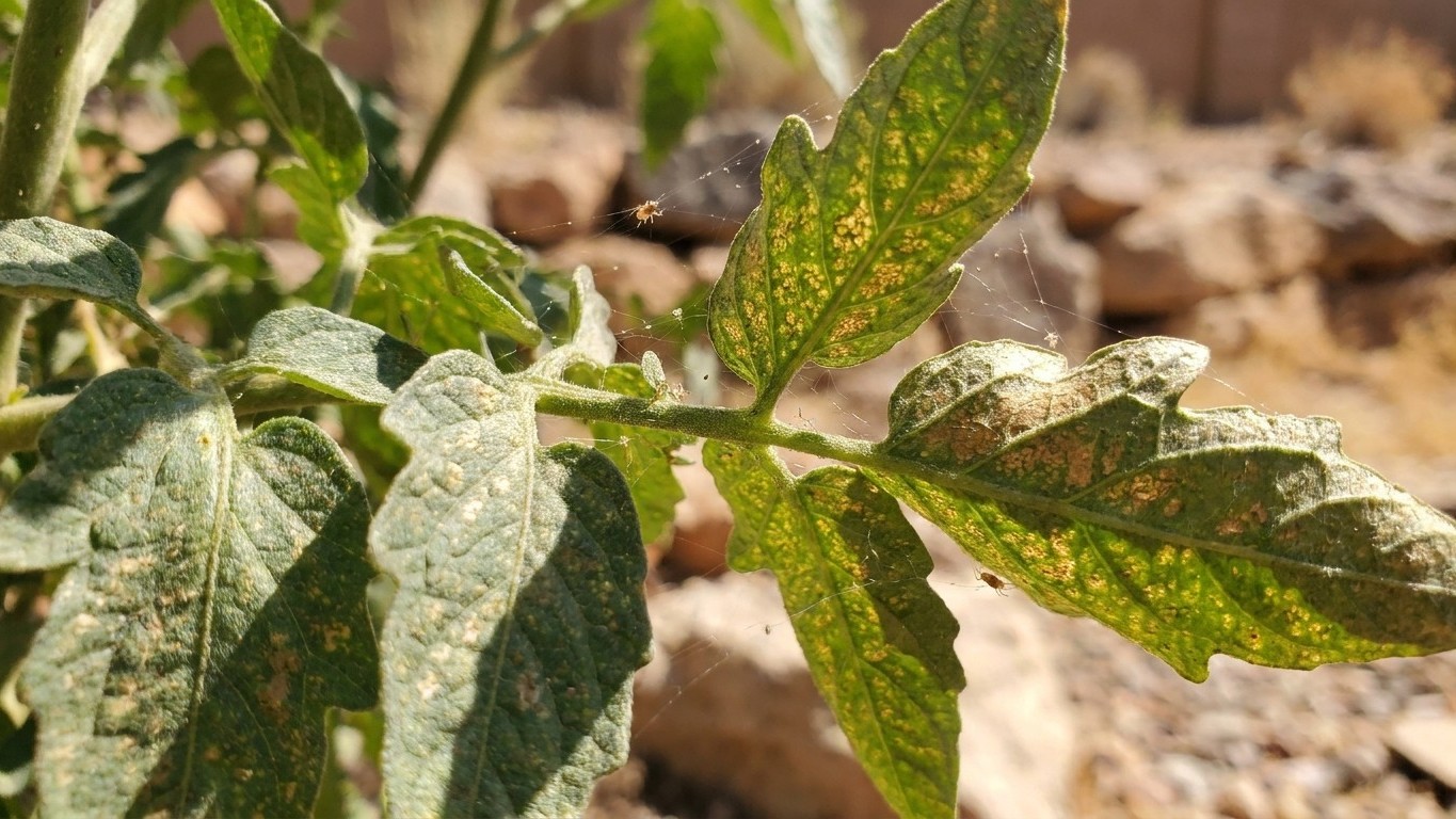 Spider mites in Utah: When It Shows Up and What Stops It