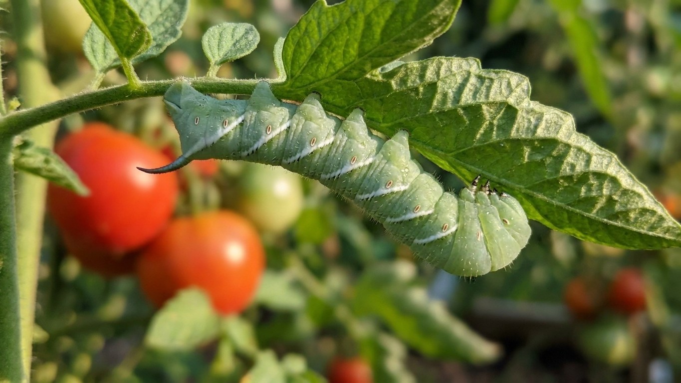 Tomato hornworm in Utah: When It Shows Up and What Stops It