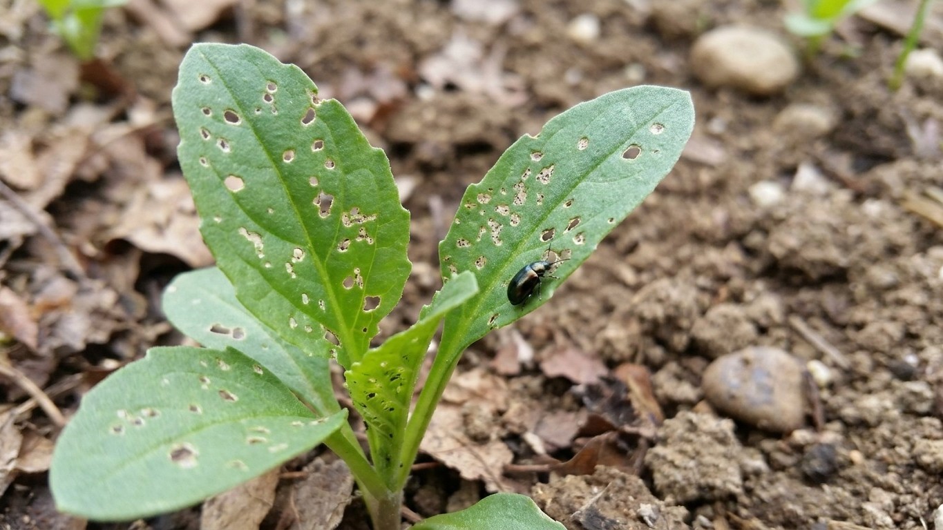 Flea beetles in Vermont: When It Shows Up and What Stops It