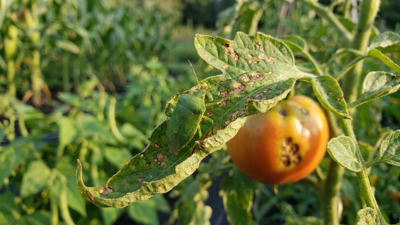 Green stink bug in Vermont: When It Shows Up and What Stops It