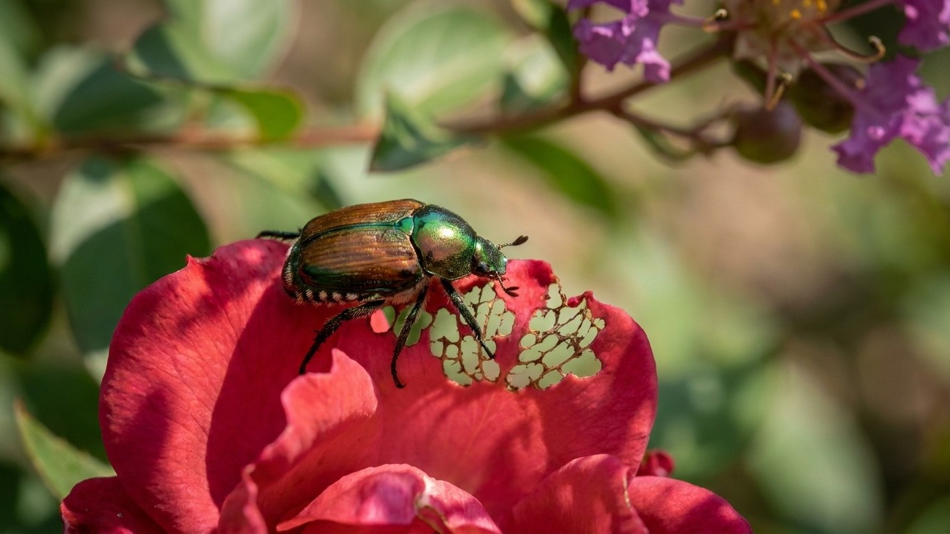 Japanese beetle in Virginia: When It Shows Up and What Stops It