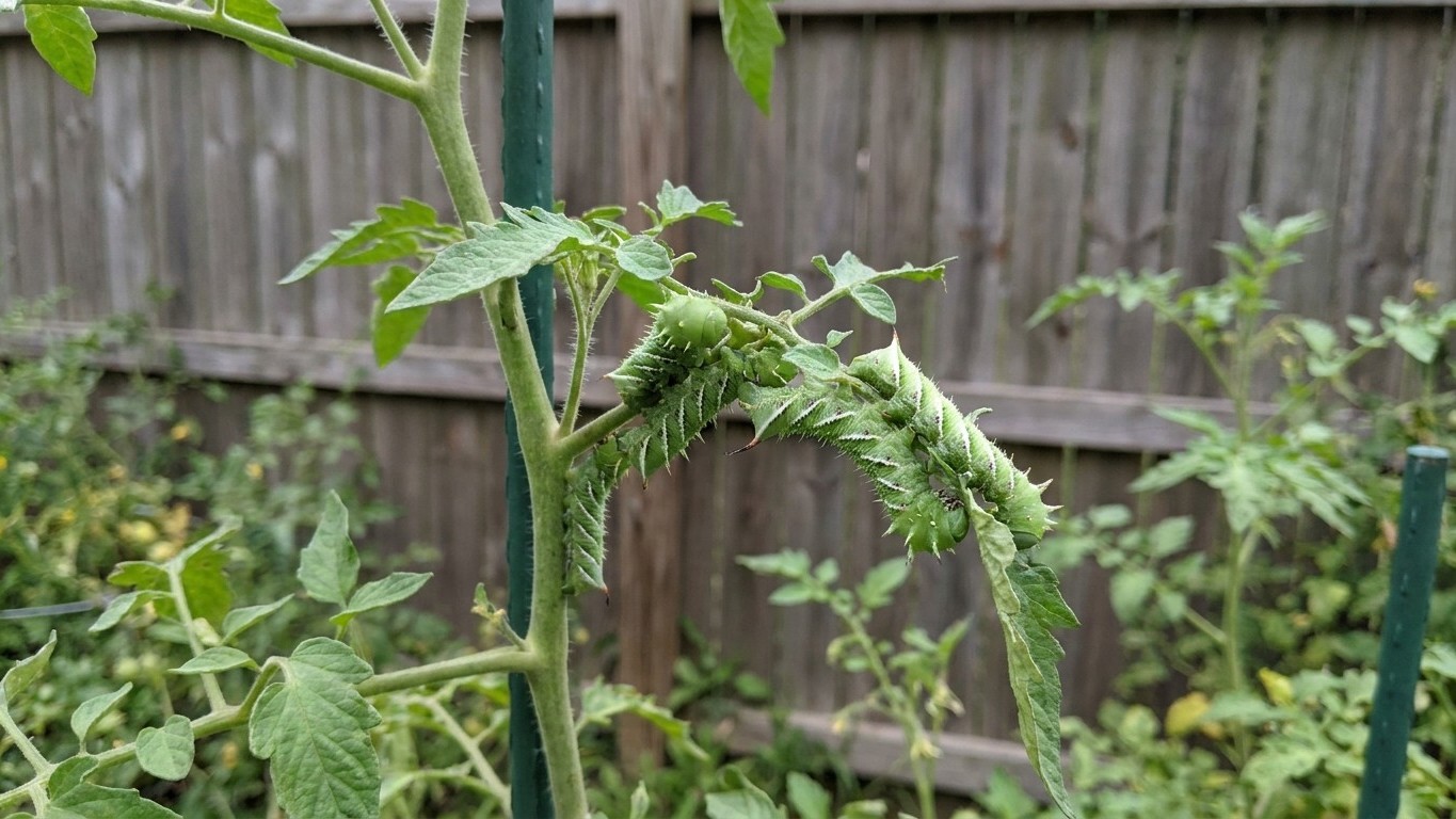 Tomato Pests in Virginia: Which Ones Actually Show Up Here