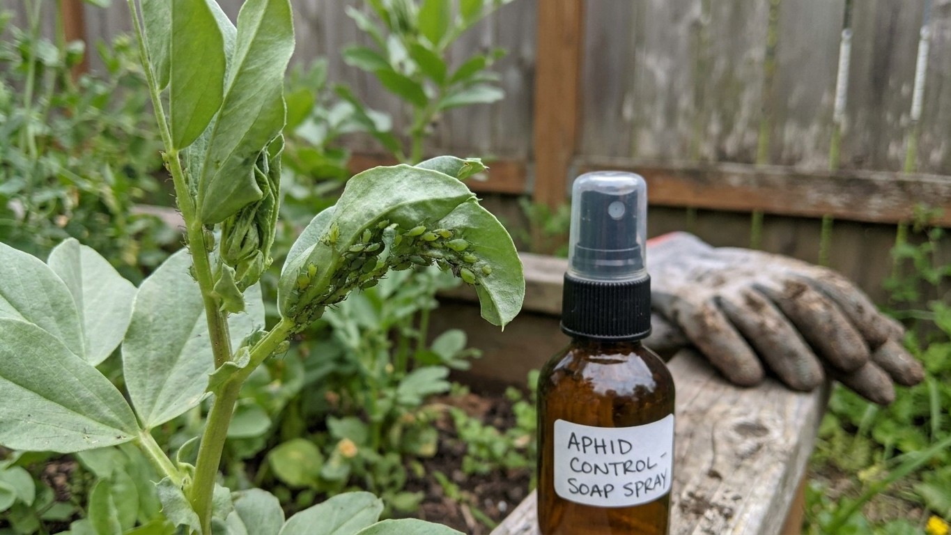 Garden Pests in Washington: What Shows Up, When, and How to Stop It