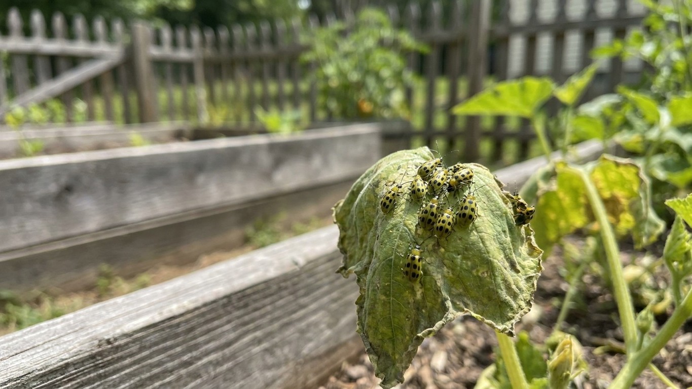 Garden Pests in West Virginia: What Shows Up, When, and How to Stop It