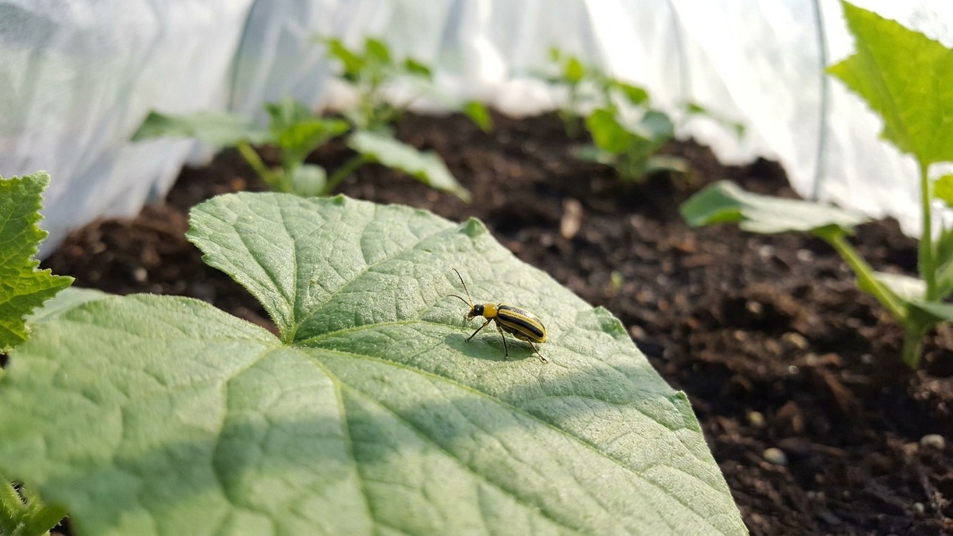 Cucumber beetles in West Virginia: When It Shows Up and What Stops It
