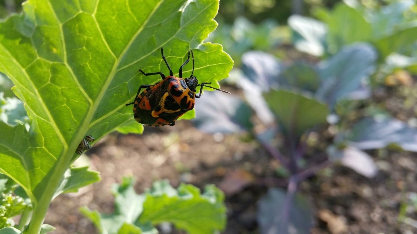 Harlequin bug in West Virginia: When It Shows Up and What Stops It