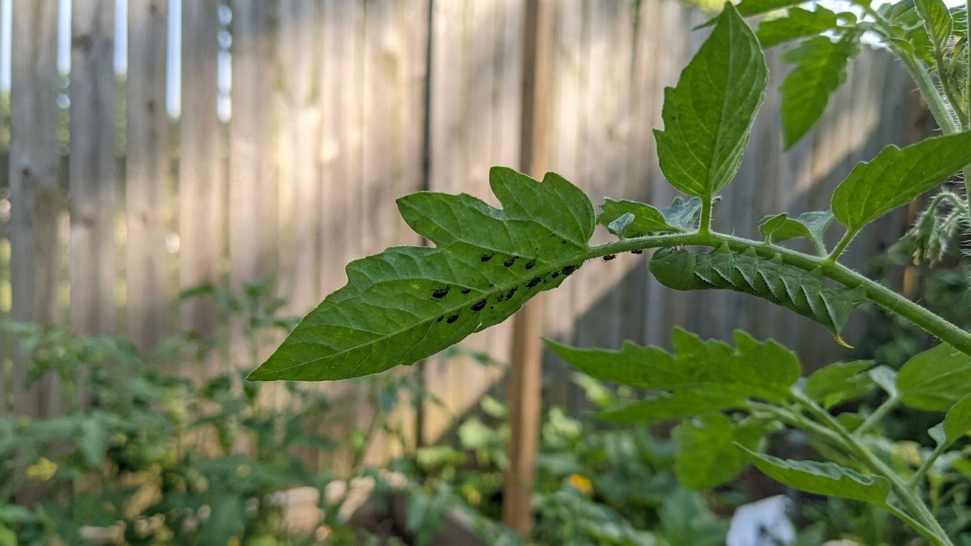 Tomato Pests in West Virginia: Which Ones Actually Show Up Here