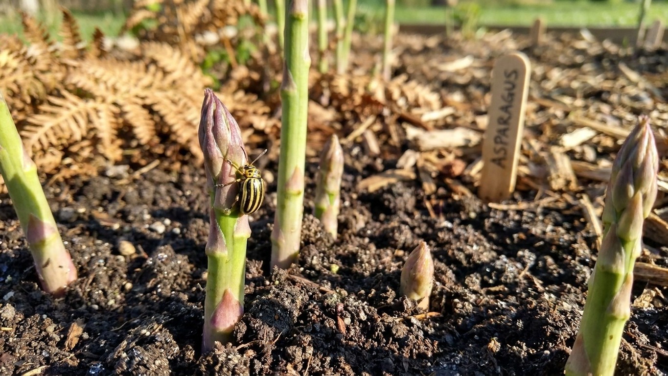Asparagus beetle in Wisconsin: When It Shows Up and What Stops It