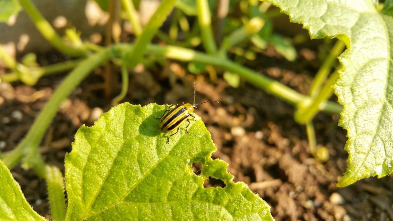 Cucumber beetles in Wisconsin: When It Shows Up and What Stops It