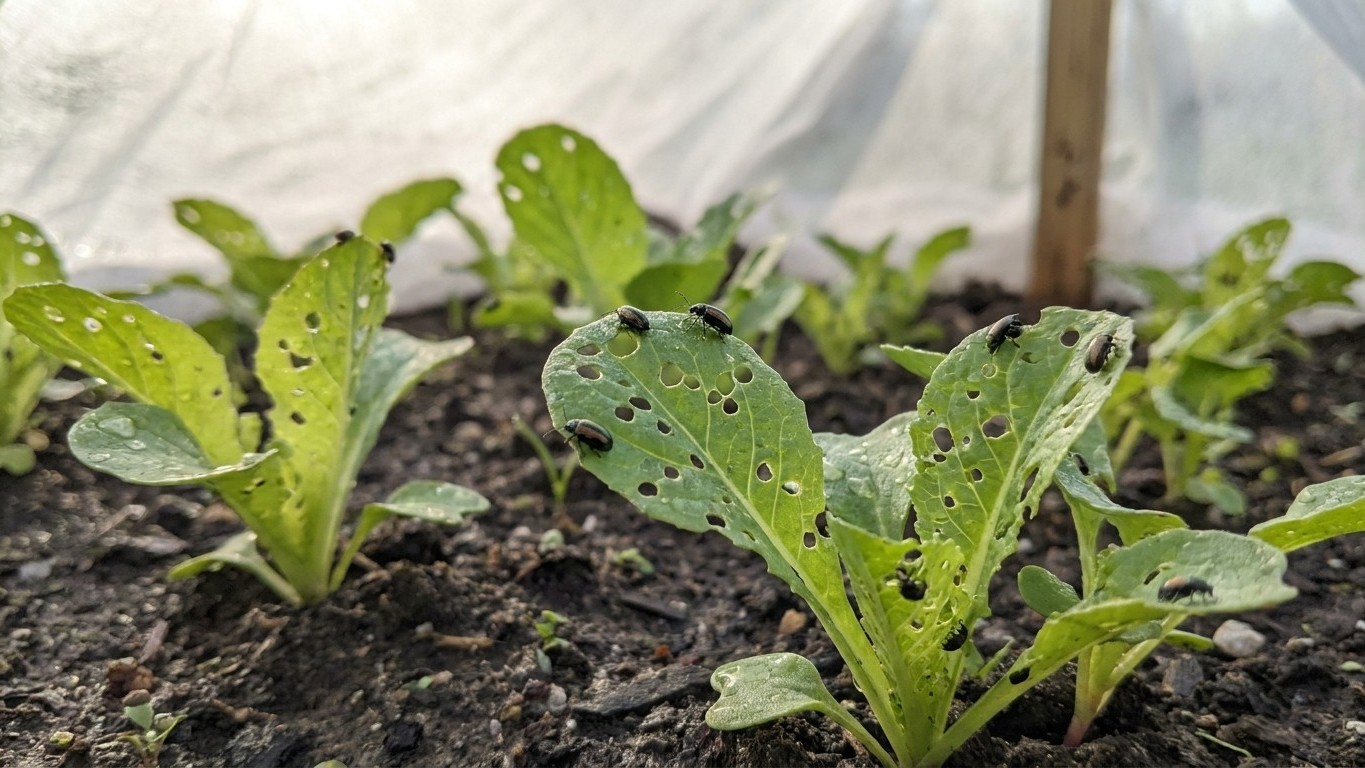 Flea beetles in Wisconsin: When It Shows Up and What Stops It