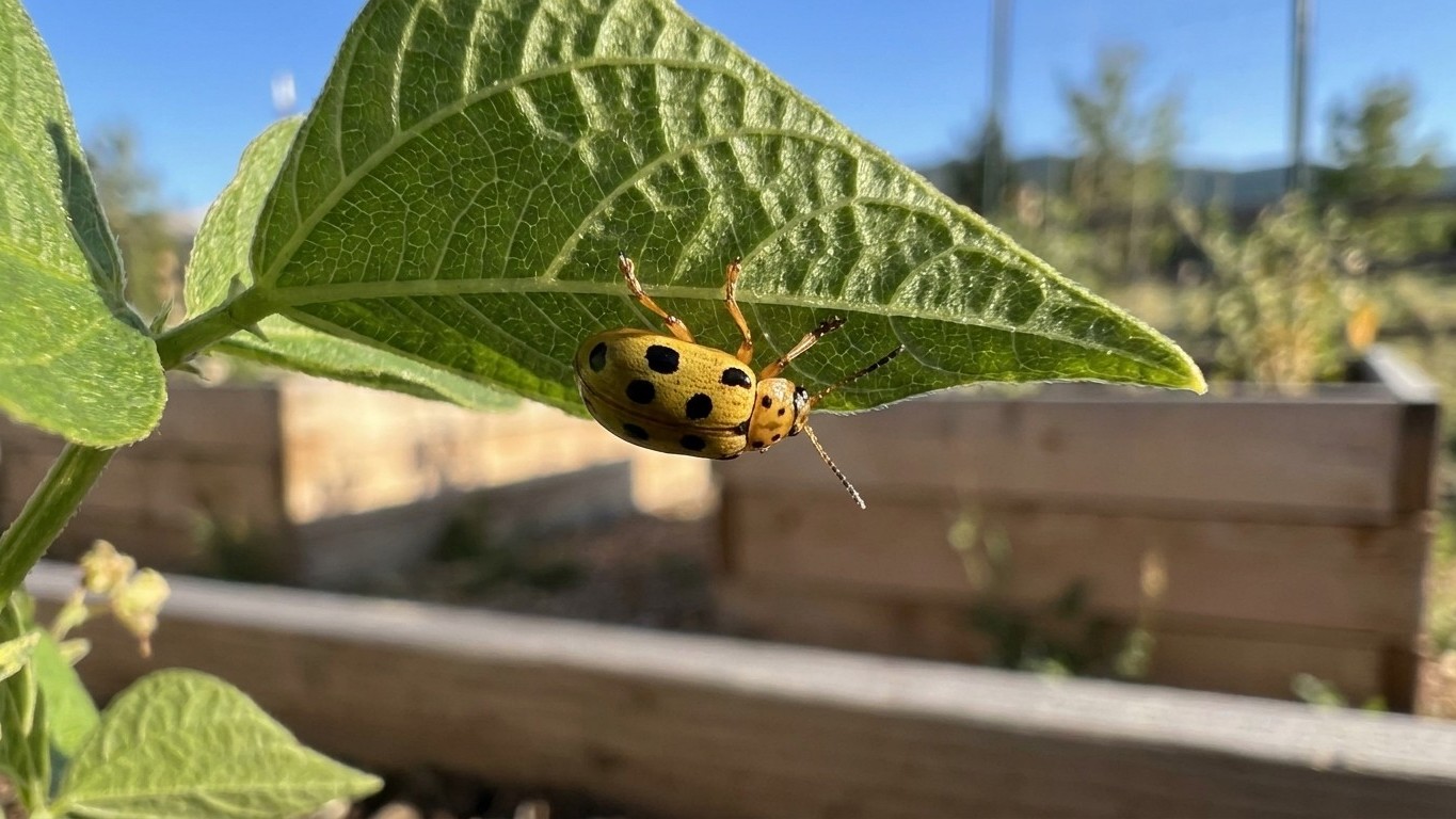 Mexican bean beetle in Wyoming: When It Shows Up and What Stops It