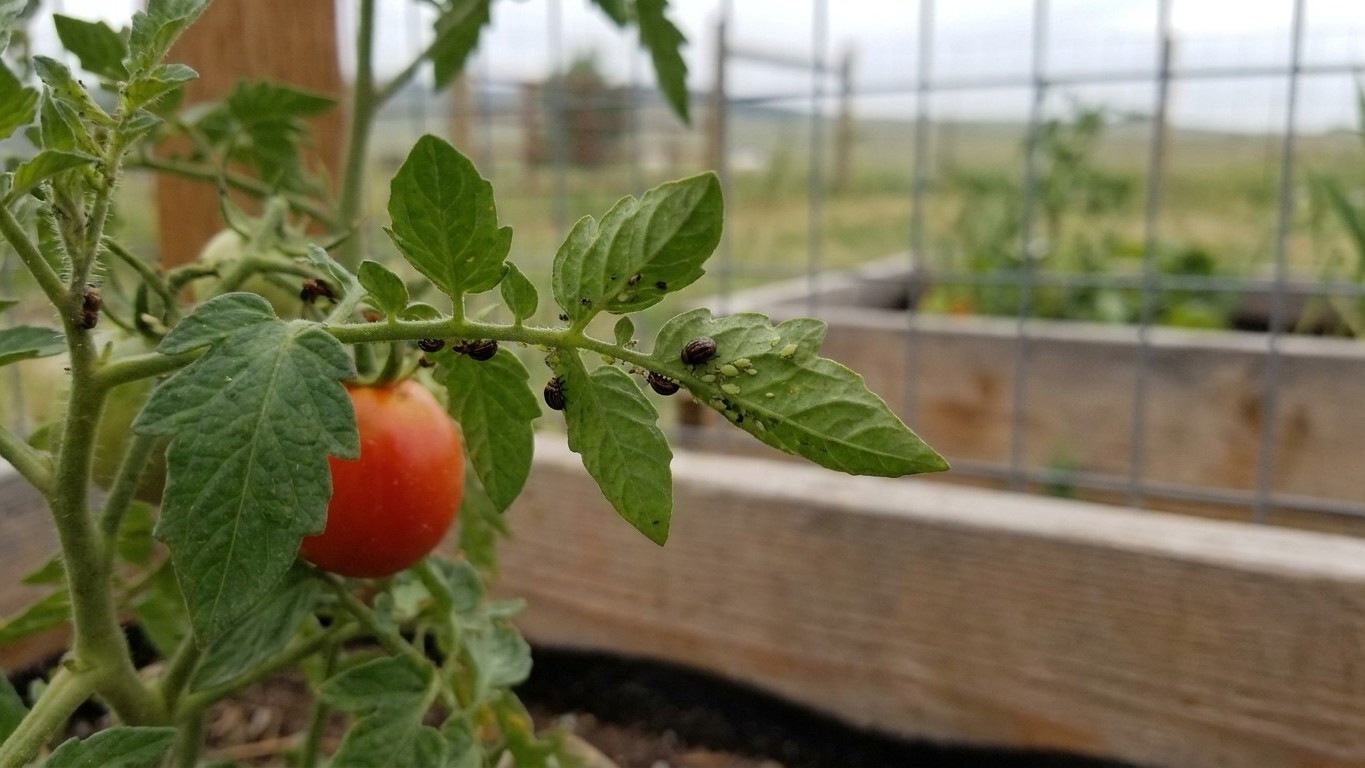 Tomato Pests in Wyoming: Which Ones Actually Show Up Here